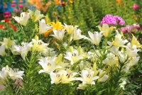Zagadka white daylily