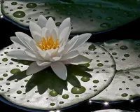 Slagalica White Lotus