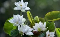 Bulmaca White Lotus