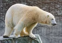 Пазл Белый медведь