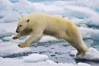 Rompecabezas Polar bear