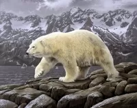 パズル Polar bear