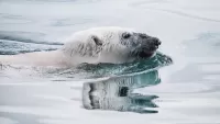 Bulmaca Polar bear