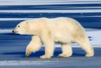 Zagadka Polar bear