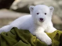 Rompecabezas White bear