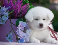 パズル white puppy