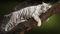 Slagalica White tiger
