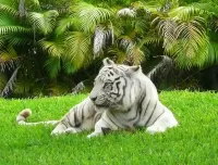 Rompecabezas White tiger