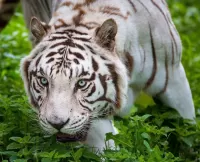 Quebra-cabeça white tiger