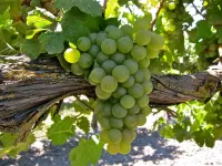 Jigsaw Puzzle White grapes