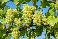 Rompecabezas White grapes