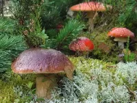 Quebra-cabeça Mushrooms