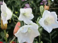 Rompecabezas White bell-flower