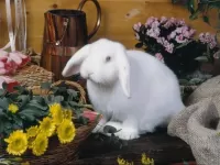 Puzzle white rabbit