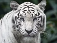 Пазл Белый тигр