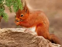Zagadka Squirrel