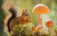 Zagadka Squirrel and mushrooms