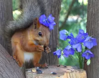 Jigsaw Puzzle Squirrel and bells