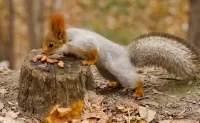Jigsaw Puzzle Squirrel and nuts