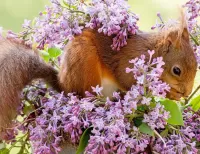 Zagadka Squirrel and lilac