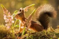 Jigsaw Puzzle Squirrel and flowers