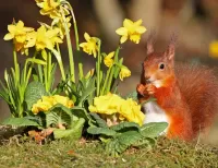 Jigsaw Puzzle Squirrel and flowers
