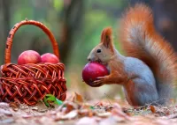 Puzzle Squirrel and apples