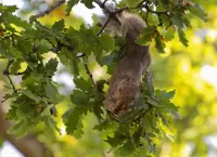 Quebra-cabeça Squirrel and acorns