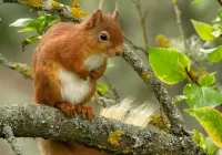 Zagadka Squirrel on the tree