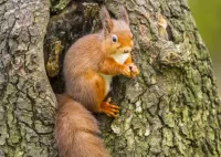 Puzzle Squirrel on the tree