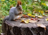 Puzzle Squirrel on a stump
