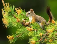 Bulmaca Squirrel on a pine tree