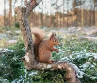 Bulmaca Squirrel on a branch