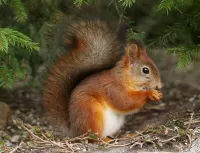 Jigsaw Puzzle Squirrel under the tree