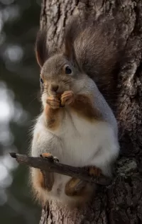 Zagadka Squirrel with prey