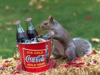 Puzzle Squirrel with cola