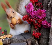 Puzzle Squirrel with nuts