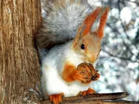 Jigsaw Puzzle Squirrel with nut