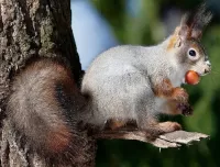 Jigsaw Puzzle Squirrel with nuts