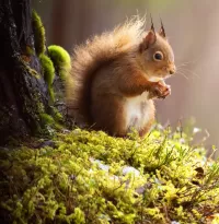 Zagadka Squirrel with a nut