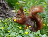 Zagadka Squirrel with a nut