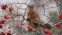 Bulmaca Squirrel amongst berries