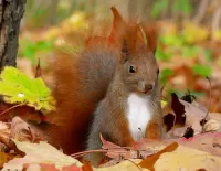 Zagadka Squirrel in the leaves
