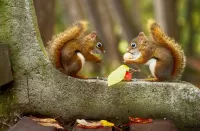 Jigsaw Puzzle Squirrels on the bench