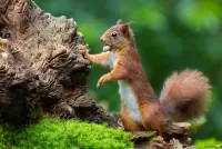 Puzzle Squirrel with a nut