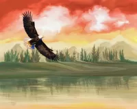 Zagadka Bald eagle