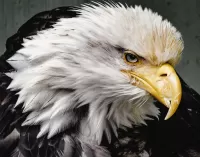 Слагалица Bald eagle