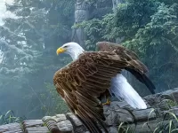 Puzzle bald eagle