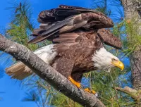 Slagalica Bald eagle