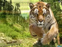 Puzzle Bengal tiger